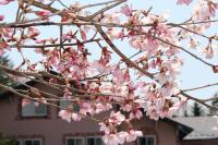 Pension Candytuft - B&B