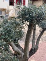 La Maison Clémenso - B&B Cluny