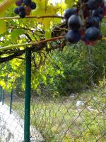 VILA ANTONIJE - B&B