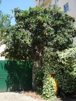 Casa del Gelsomino e del Nespolo - Bed and Breakfast Florence