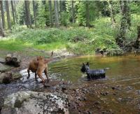 Nationalpark Ferienhaus SOPHIA-LUISA - B&B Börfink