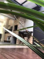 Casa Enseada, Prainha, Praia Grande com ar nos 2 quartos - Chambres d’hôtes São Francisco do Sul