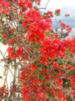 apartment in poros - B&B Póros