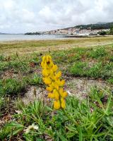 Apartamento boutique "A casa de Lola" - B&B Boiro