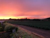 Lynn Cottage - Ferienwohnung East Linton