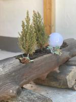 Ferienwohnung Natururlaub Muggenbrunn - B&B Todtnau