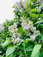 Velencei Vadregényes Vendégház - Ferienwohnung Velence