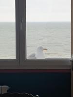 O'2 cailloux - B&B Le Tréport