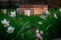 Cervo Mountain House - B&B Nehoiu