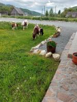 Pensiunea Muntele Gaina - Ferienwohnung Târsa