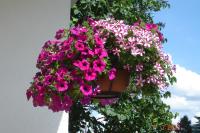 Appartamento con 1 Camera da Letto e Terrazza