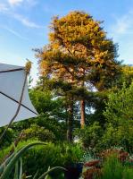 Camera Superior Matrimoniale/Doppia con Letti Singoli con Vista Giardino 