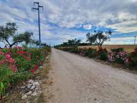 Tenuta viale degli ulivi - B&B San Martino in Pensilis