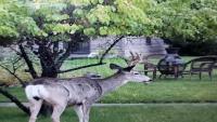 Secret Cottage Yellowstone 1 bd 2 beds dtwn #1 - B&B