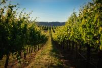 Elevation652 at Mt Bellevue in King Valley - B&B Myrrhee