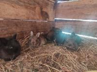 Święty Spokój - B&B Tuchlin