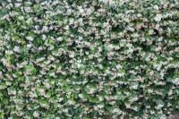 Casa Jasmin, 2 floors, private garden - Ferienwohnung Verona