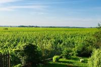 Appartement avec vue sur les vignes à Gevrey - B&B