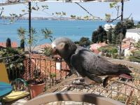 Apartma Gaia - B&B Portorose