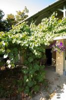 King Kong Kapitány Vendégház - B&B Fonyód