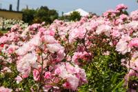 Casa Vacanza Il Malandrone - B&B Vada