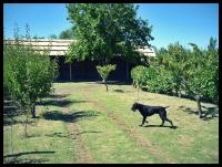 Complejo Los Ciruelos - B&B San Rafael