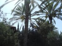 Lisa's Farm Place - B&B Rishon LeZiyyon