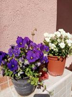 Milica Apartmani - B&B Vrdnik