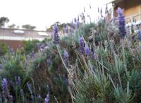 Banksia Park Estate - Bed and Breakfast Phillip Island