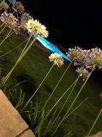 STONE ROSE VILLA - Ferienwohnung Ágios Ioánnis (Korfu)