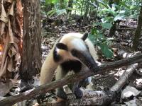 Surá House Corcovado Habitaciones privadas with AC - B&B Puerto Jiménez