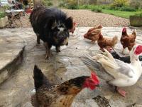 Swallows Rest - Bed and Breakfast Weymouth