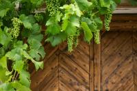 Vinonima Vendégház - B&B Hegymagas