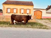 Chalet Giuel - Bed and Breakfast