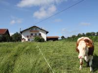 Haslacher Hof - B&B Waging am See