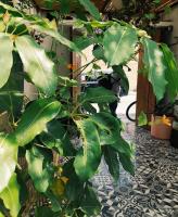 Hoja Santa Posada - B&B Cholula