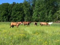 Emma - B&B Burladingen