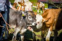 Sonnenappartements Madlstatthof - B&B Wildschönau