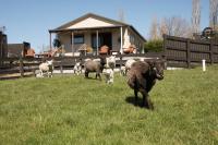 Shearvue Farmstay with Optional Free Farm Experience at 5pm - Bed and Breakfast