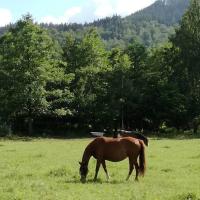 Apartamenty - Domek Bobrowe Zacisze 3 - B&B Janowice Wielkie