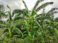 Finca Cuipo - B&B
