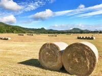 Camera Queen con Vista Giardino