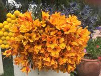 The Zambarao Farm House - B&B