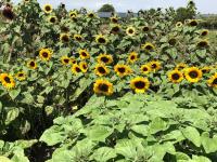 The Zambarao Farm House - B&B Naivasha