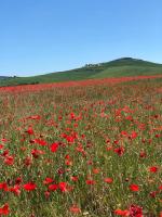 B&B Pienza - Agriturismo Poggio Tobruk - Bed and Breakfast Pienza