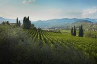 Executive Suite with Terrace