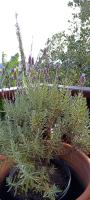 RECANTO HARMONIA - B&B