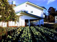 Vibe way (Hostel & Market farm) - B&B Nuwara Eliya