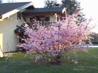 B&B Il Ciliegio - B&B Lomaniga