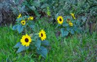 Schicke & helle Wohnung in Mülheim an der Ruhr - Chambres d’hôtes Mülheim an der Ruhr